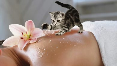 Photo of Почему коты массируют лапками?