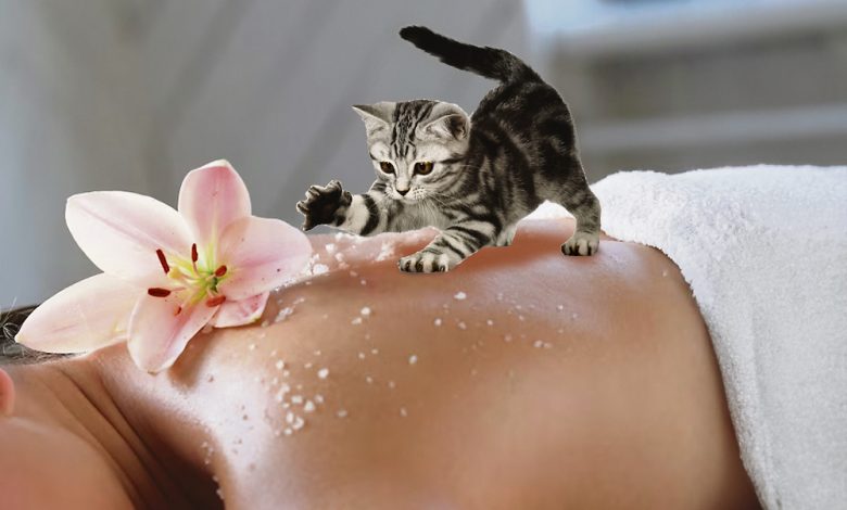 Photo of Почему коты массируют лапками?