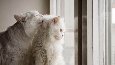 Photo of Почему кошки вылизывают друг друга?