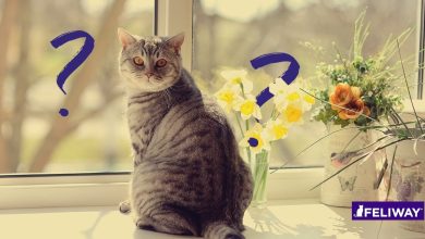 Photo of Чем занять кота в долгую ночь?