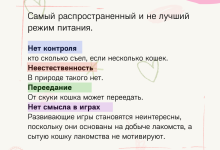 Photo of Как правильно кормить кота?