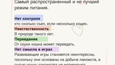 Photo of Как правильно кормить кота?