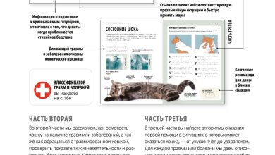 Photo of Секреты здоровья кошки