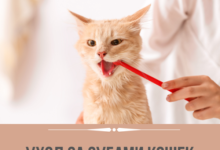 Photo of Как ухаживать за зубами кота?