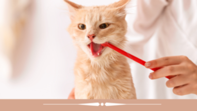 Photo of Как ухаживать за зубами кота?