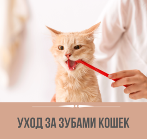 Photo of Как ухаживать за зубами кота?