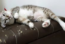 Photo of Почему коты царапают мебель?