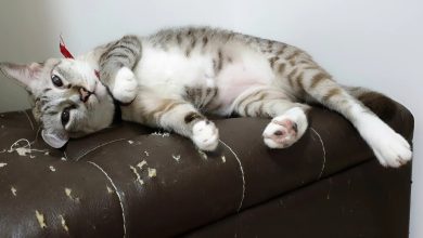 Photo of Почему коты царапают мебель?