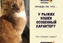 Photo of Как научить кота ходить на поводке?