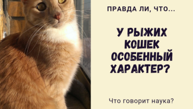 Photo of Как научить кота ходить на поводке?