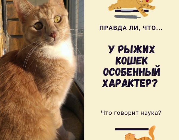 Photo of Как научить кота ходить на поводке?