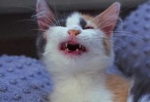 Photo of Странные привычки кошек