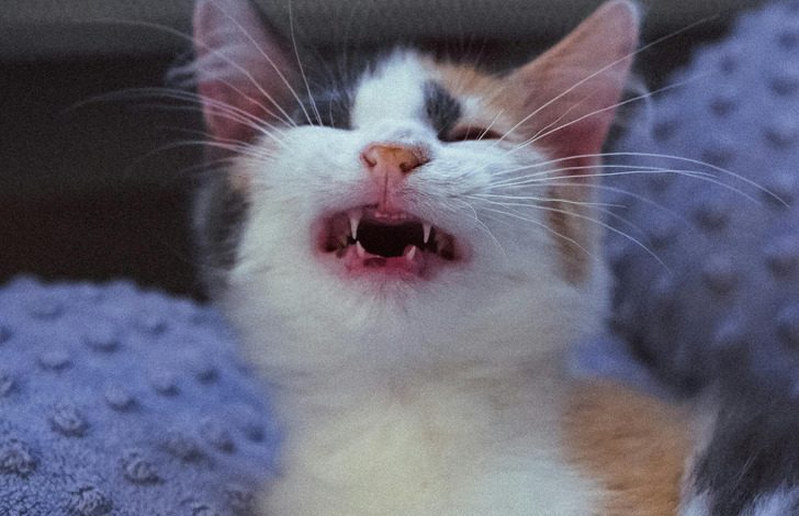 Photo of Странные привычки кошек