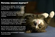 Photo of Почему кошки мурлыкают?