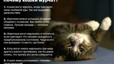 Photo of Почему кошки мурлыкают?