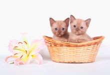 Photo of Как выбрать котенка?