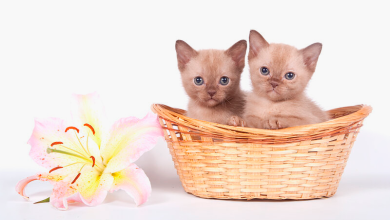 Photo of Как выбрать котенка?