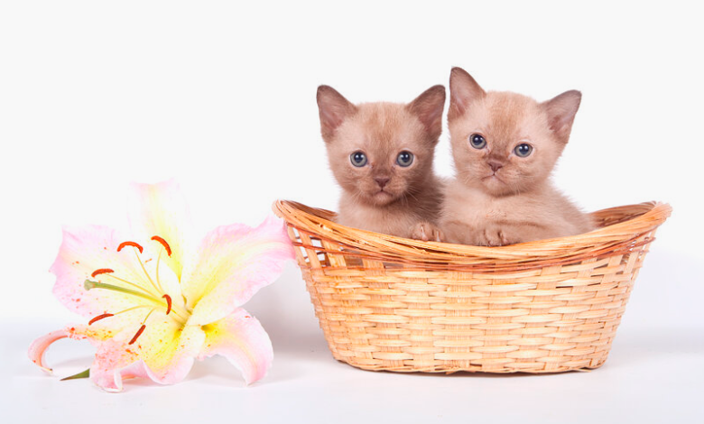 Photo of Как выбрать котенка?