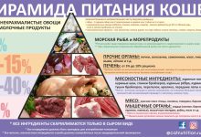 Photo of Из чего состоит кошачий рацион?