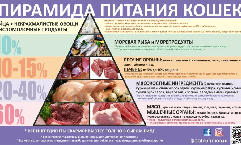 Photo of Из чего состоит кошачий рацион?