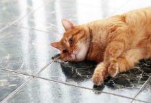 Photo of Как понять, что коту скучно?