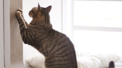 Photo of Как защитить мебель от кошачьих когтей?