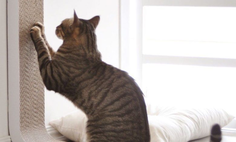 Photo of Как защитить мебель от кошачьих когтей?