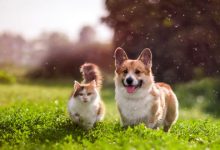 Photo of Лучшие способы подружить кошку с собакой