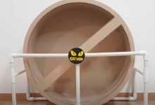 Photo of Лучшие игрушки для котов