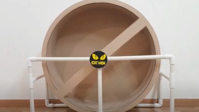 Photo of Лучшие игрушки для котов