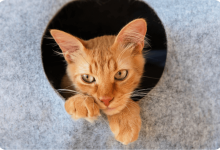 Photo of Лучшие места для кошачьего отдыха