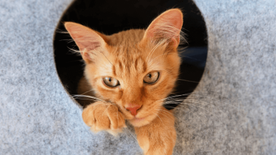 Photo of Лучшие места для кошачьего отдыха
