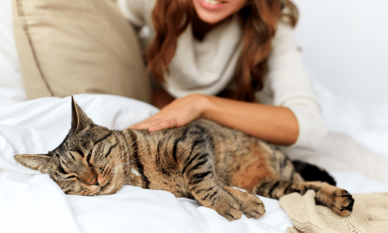 Photo of Почему коты любят спать на мягких подушках?