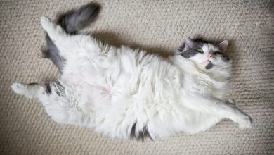Photo of Почему коты ложатся на спину?