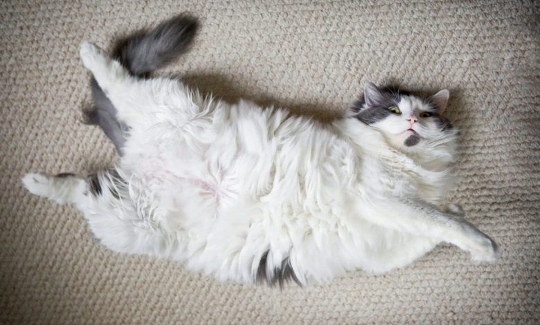 Photo of Почему коты ложатся на спину?