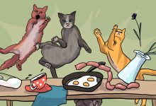 Photo of Как научить кота лазать?