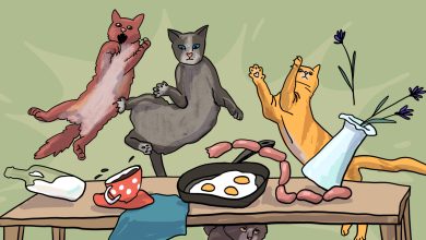Photo of Как научить кота лазать?