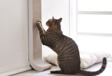 Photo of Как выбрать когтеточку для кота?