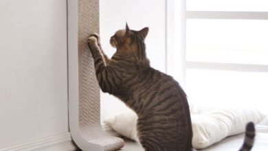 Photo of Как выбрать когтеточку для кота?