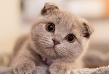 Photo of Популярные породы кошек