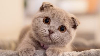 Photo of Популярные породы кошек