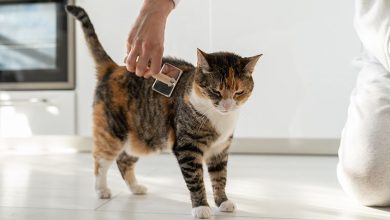 Photo of Уход за шерстью кошки