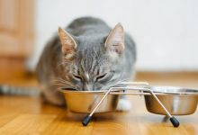 Photo of Как выбрать лучшую миску для кота?