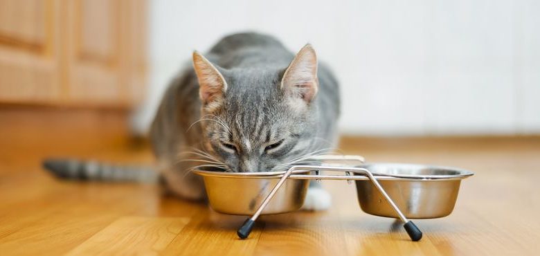 Photo of Как выбрать лучшую миску для кота?