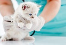 Photo of Как защитить котенка от паразитов?