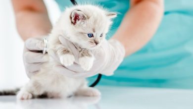 Photo of Как защитить котенка от паразитов?