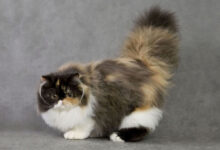 Photo of Как обеспечить правильный рацион для персидской кошки?