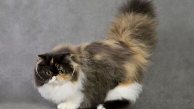 Photo of Как обеспечить правильный рацион для персидской кошки?