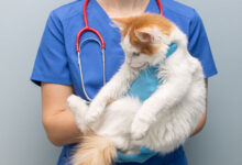 Photo of Чем опасен герпес у кошек?