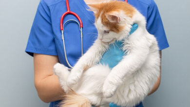 Photo of Чем опасен герпес у кошек?